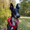 TIMO