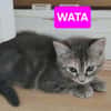 WATA ET AKARI À ADOPTER EN DUO