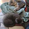 WATA ET AKARI À ADOPTER EN DUO