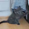 WATA ET AKARI À ADOPTER EN DUO