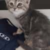WATA ET AKARI À ADOPTER EN DUO