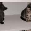 WATA ET AKARI À ADOPTER EN DUO