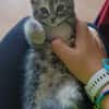 WATA ET AKARI À ADOPTER EN DUO