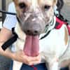 PANCETA