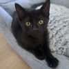 Myrtille