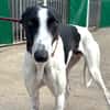 KUH Galgo
