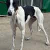 KUH Galgo