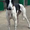 KUH Galgo