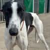 KUH Galgo