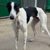 KUH Galgo