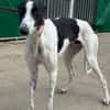 KUH Galgo