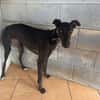 TOGO Galgo
