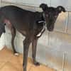 TOGO Galgo
