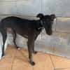 TOGO Galgo
