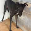 TOGO Galgo