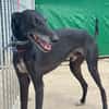 CARBON Galgo