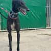 CARBON Galgo