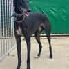 CARBON Galgo