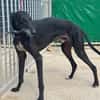 CARBON Galgo