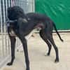 CARBON Galgo