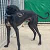 CARBON Galgo