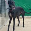 CARBON Galgo