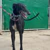 CARBON Galgo
