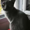 MEWTOO