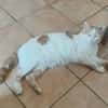 FILOU