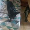 CALINE