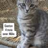 GASTON