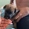 NOOKIE CHIOT FEMELLE