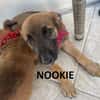 NOOKIE CHIOT FEMELLE