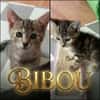 BALI, BIBOU et BIPBIP cherchent une famille pour la vie
