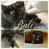 BALI, BIBOU et BIPBIP cherchent une famille pour la vie