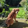 Miro sucht seine Familie ♥