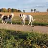❤Ivo  10 Monate sucht empathische Menschen