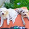 Bolonka ? Mischlingswelpen suchen neue Familie/n