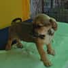 Robby, kleiner Welpe sucht neue Familie
