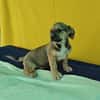 Robby, kleiner Welpe sucht neue Familie