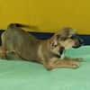 Robby, kleiner Welpe sucht neue Familie