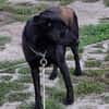 Mira - Junge Labrador-Mix-Hündin sucht einfühlsame Menschen