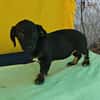 Dolly, zarter Welpe sucht neue Familie