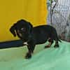 Dolly, zarter Welpe sucht neue Familie