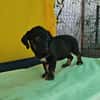 Dolly, zarter Welpe sucht neue Familie