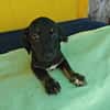 Dolly, zarter Welpe sucht neue Familie