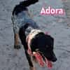 Adora - verschmust, sensibel, sozial