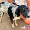 Adora - verschmust, sensibel, sozial