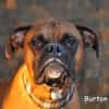 BURTON