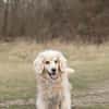Ricki- ein stiller Herzenshund sucht sein Zuhause
